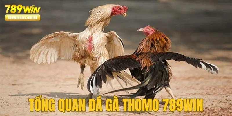 Giới thiệu tổng quan về cá cược đá gà Thomo tại 789Win