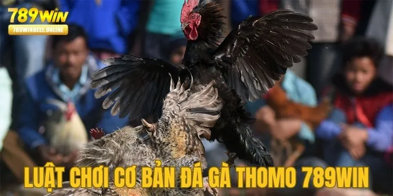 Luật chơi đá gà Thomo nhà cái 789Win