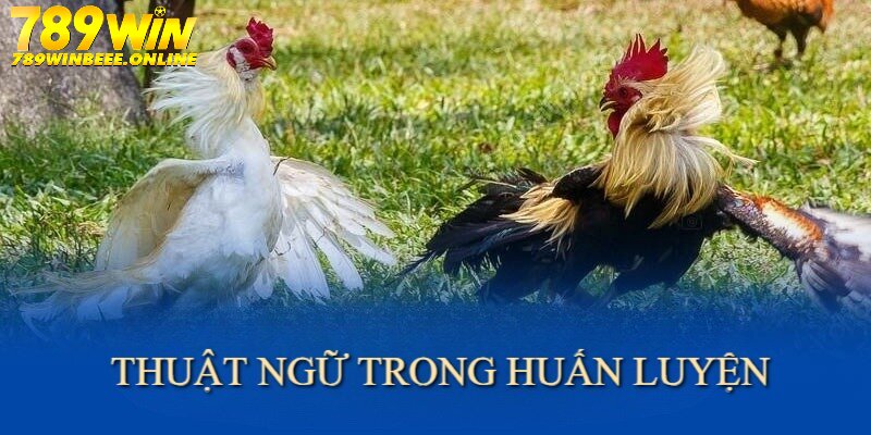 Thuật ngữ đá gà trong huấn luyện là các khái niệm được sư kê quan tâm