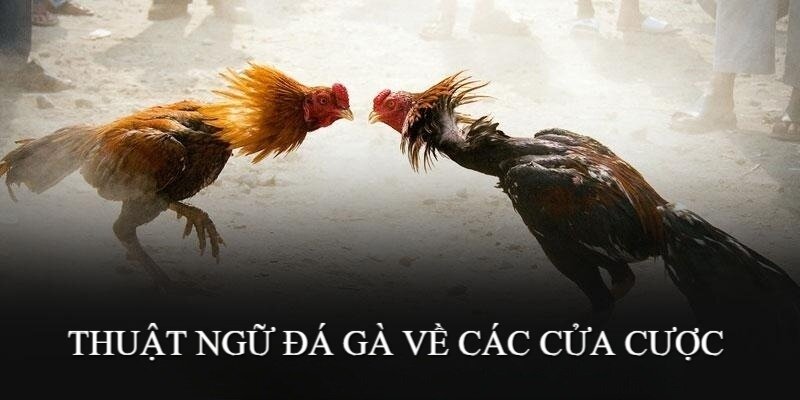 Cửa cược là khái niệm người chơi cần hiểu rõ để đưa ra lựa chọn phù hợp