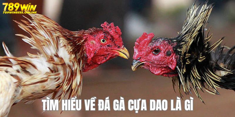 Tìm hiểu loại hình chọi kê bằng cựa dao