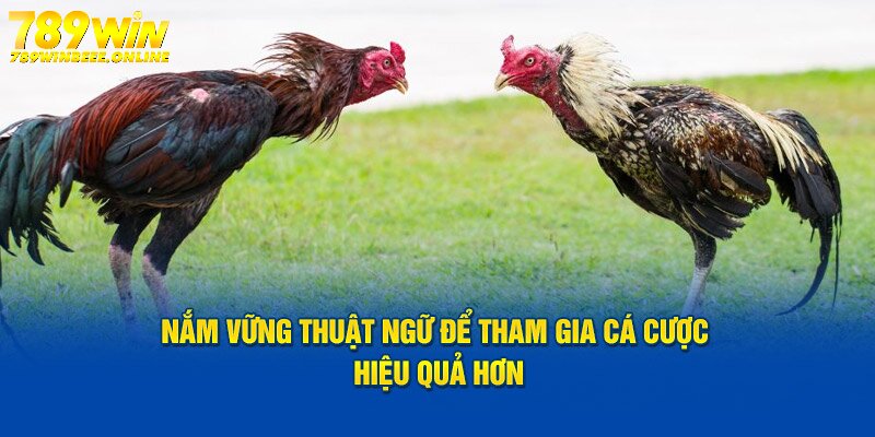 Hiểu thuật ngữ đá gà giúp hội viên đặt cược hiệu quả hơn